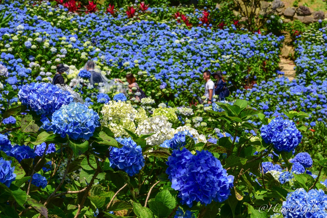 よへなあじさい園